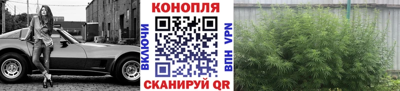 Канабис сатива  shop формула  Томилино  цена  